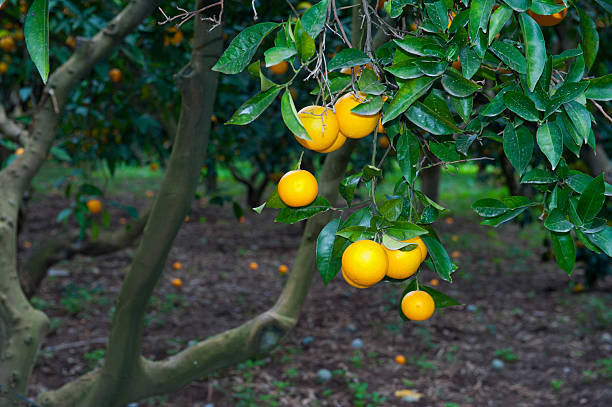 arancio - agriculture branch cut flowers citrus fruit foto e immagini stock