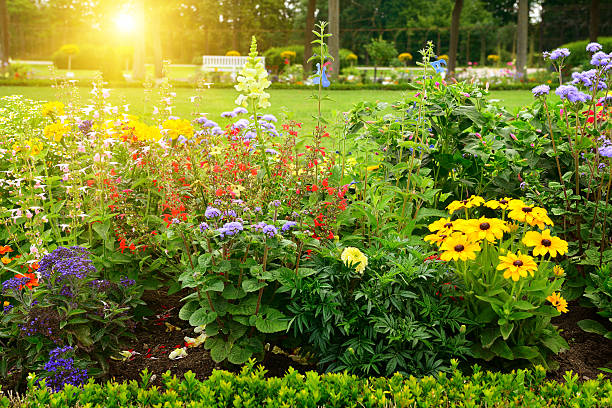 istock Multicolored flowerbed in park on sunny morning 499052118