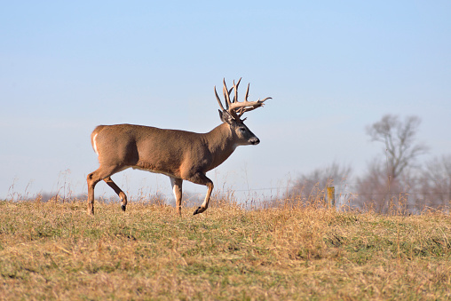 A large whitetail buck trots across a field. Whitetail deer.