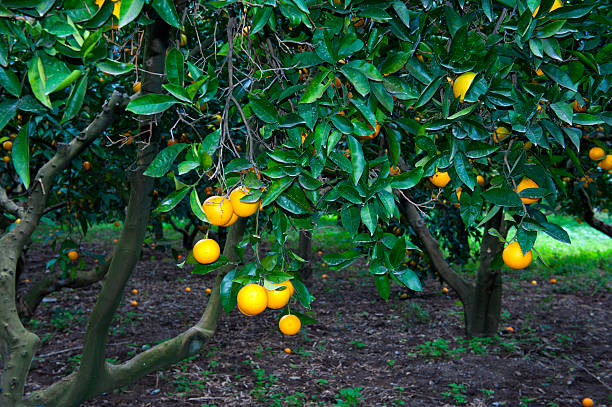naranja - citrus fruit mandarin orange orange large group of objects fotografías e imágenes de stock