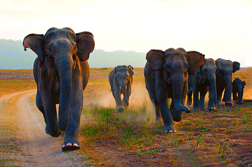 A small elephant herd on the run at sunset at Corbett National Park & Tiger Reserve, UP, India.