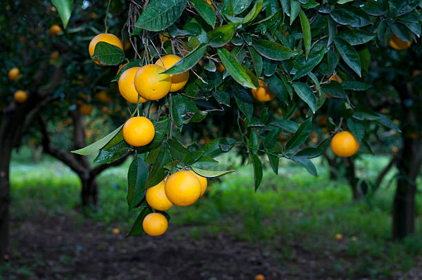 naranja - citrus fruit mandarin orange orange large group of objects fotografías e imágenes de stock