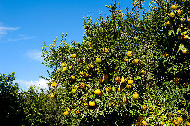 arancio aganist il cielo blu - agriculture branch cut flowers citrus fruit foto e immagini stock