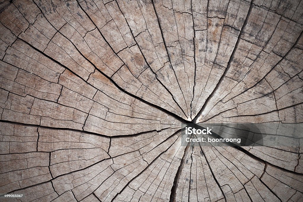 old tree or dead wood with back drop Cross section of the old tree or dead wood with back drop Apple Tree Stock Photo