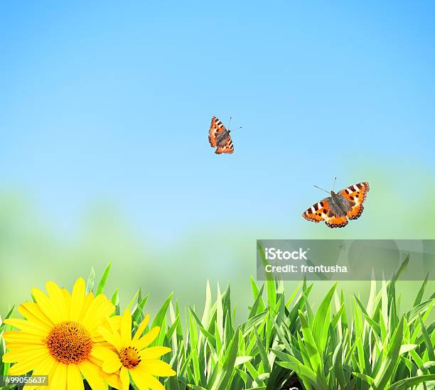 Green Grass And Butterflies Stock Photo - Download Image Now - Blue, Border - Frame, Butterfly - Insect