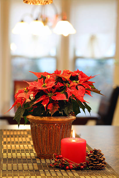 istock Poinsettia with red candle 499055668
