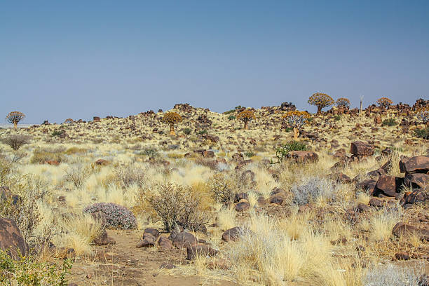 Namibian quiver tree stock photo