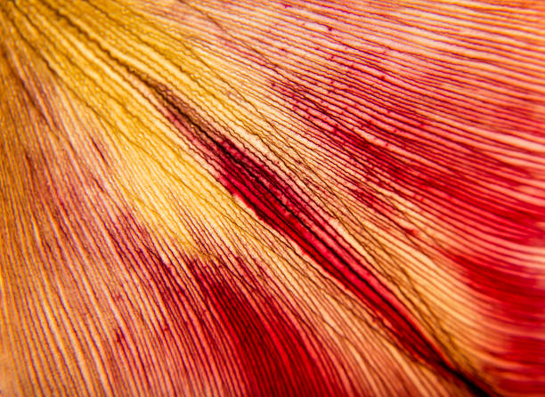 Gazania in macro