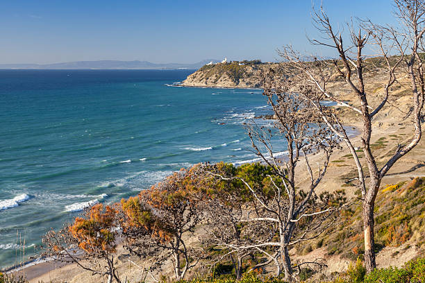 istock Dry pine trees on coast of Gibraltar strait in Morocco 499056021