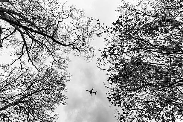 An Aircraft flying overhead. Image taken from a park during Autumn.