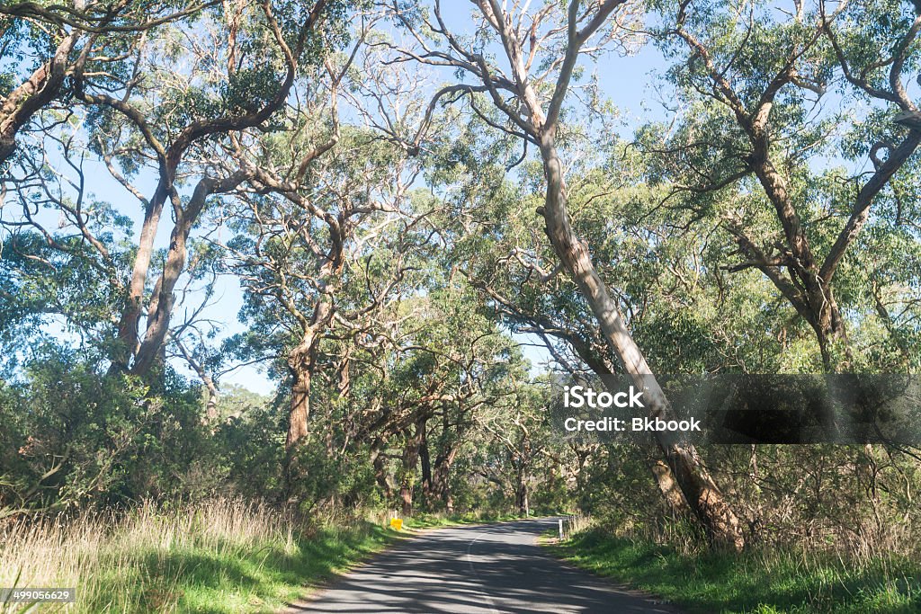 the way in forest Alley Stock Photo