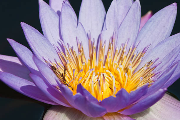 beautiful lotus with water