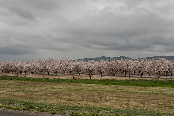 pomares de san joaquin valley - san joaquin valley - fotografias e filmes do acervo