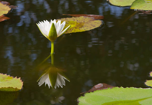 beautiful lotus with water