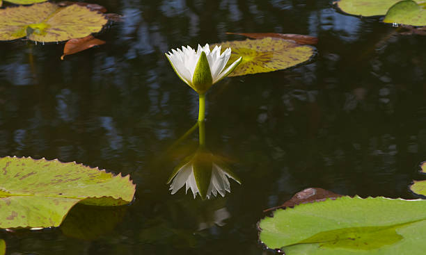 istock beautiful lotus with water 499057611