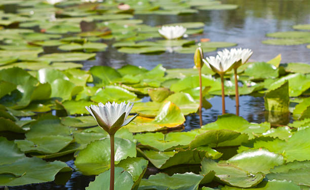 beautiful lotus with water