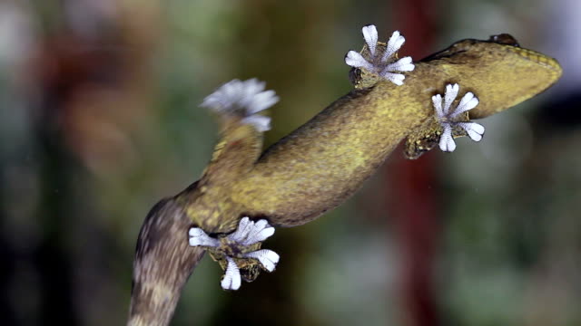 Turnip tailed gecko (Thecadactylus solimoensis)