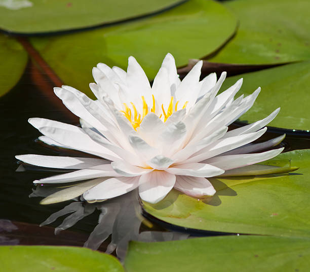 beautiful lotus with water
