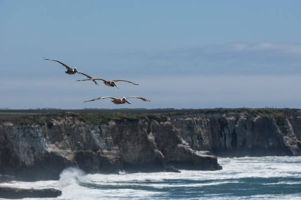 istock Brown Pelican in Flight Over Pacific Coast 499058724