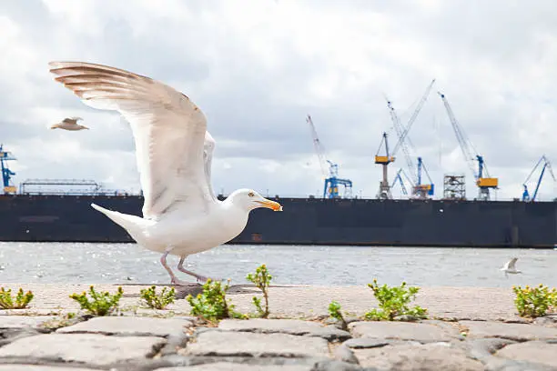 Starting seagull in front of the Elbe river shipyards and the Altonaer fish market in Hamburg, Germany