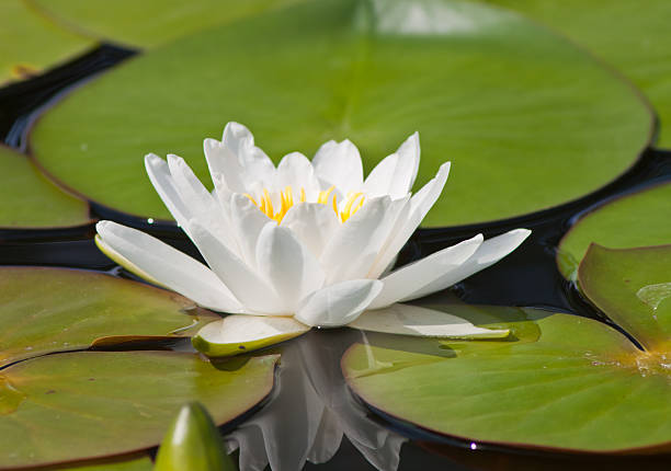 istock beautiful lotus with water 499059211