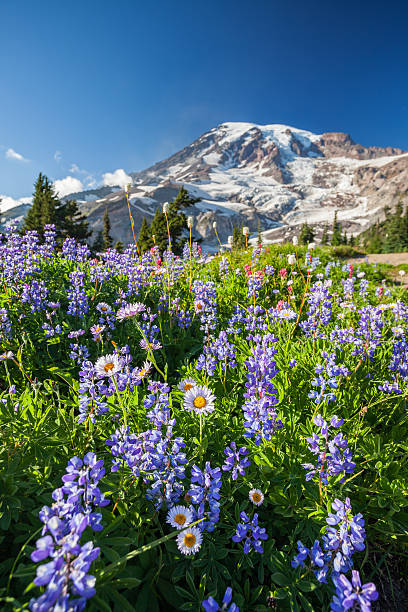istock Mount Rainier and WIldflowers 499059299