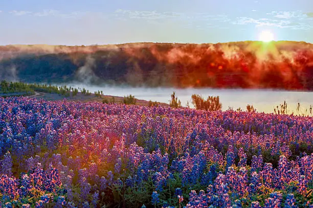 Photo of Texas Bluebonnets