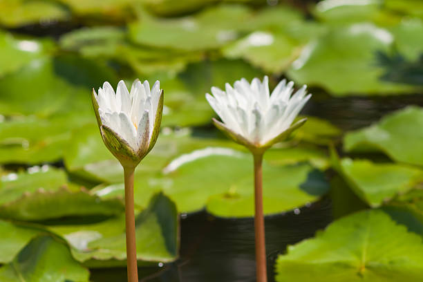 istock beautiful lotus with water 499059475