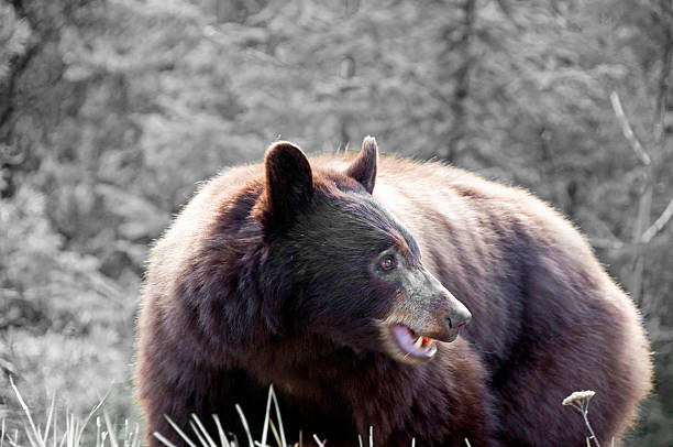 istock Black Bear angry with a black and white background 499059566