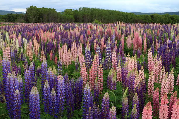 istock Russell Lupin flowers 499059861