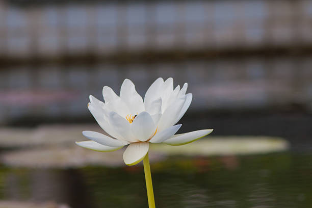 beautiful lotus with water