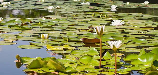 istock beautiful lotus with water 499060319