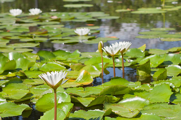 istock beautiful lotus with water 499060387