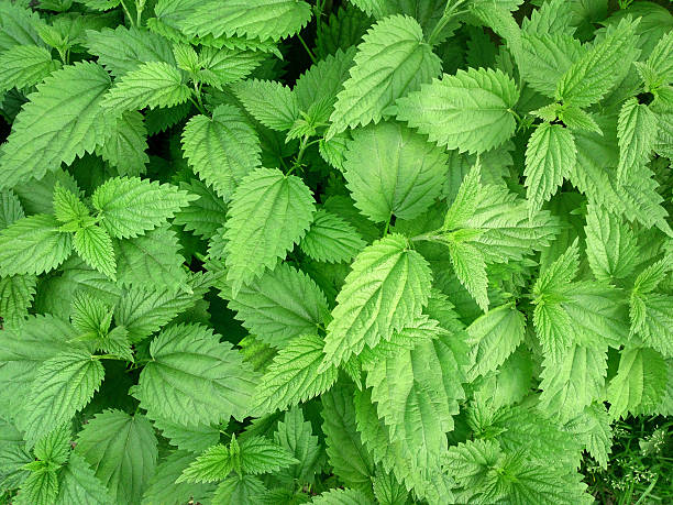 istock Green fresh nettles background 499060811