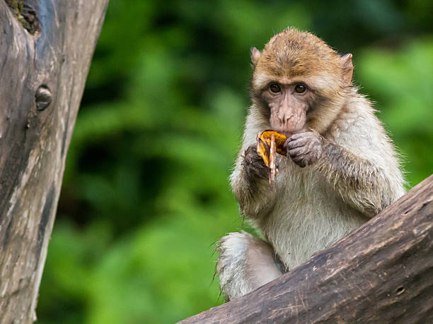 Barbary Macaque A Barbary Macaque monkey eating a banana in a tree. barbary macaque stock pictures, royalty-free photos & images