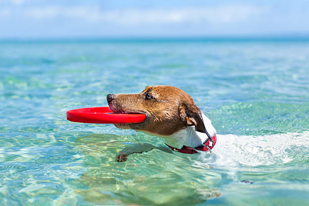 犬フリスビー - summer swimming beach vacations ストックフォトと画像