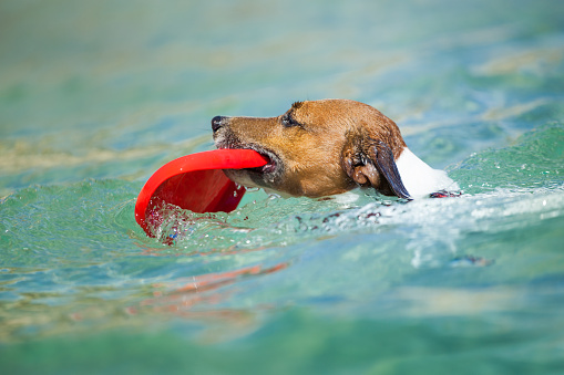 dog catching a red frisbee and swimming in water