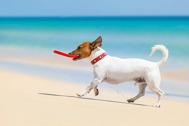 dog catching a red frisbee and running at the beach