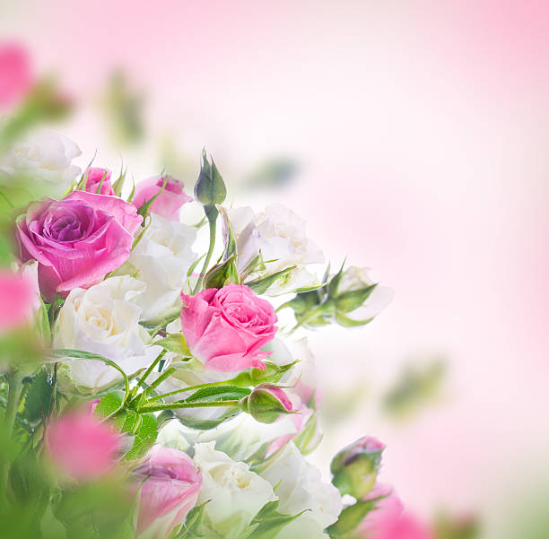istock Bouquet of white and pink roses 499062027