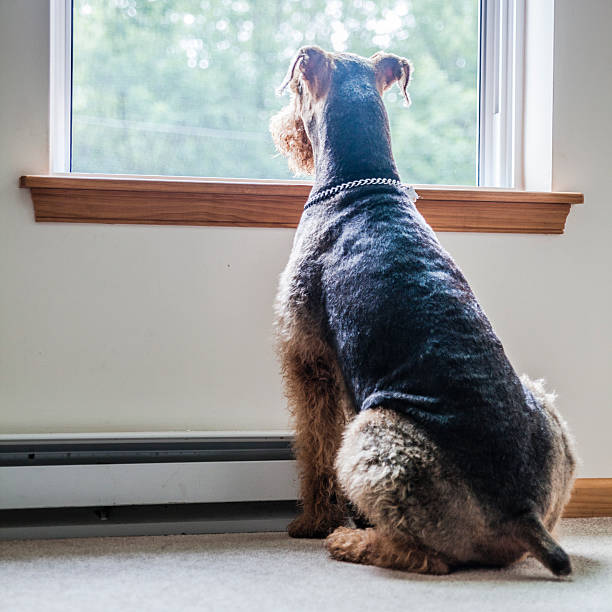 Airedale terrier dog looking through window Airedale terrier dog looking through window airedale terrier stock pictures, royalty-free photos & images