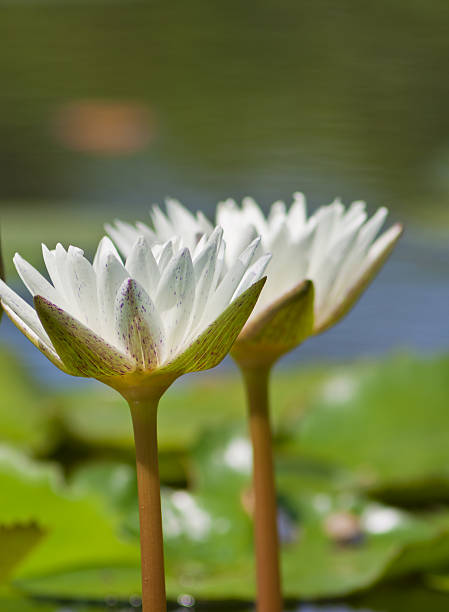 istock beautiful lotus with water 499062445