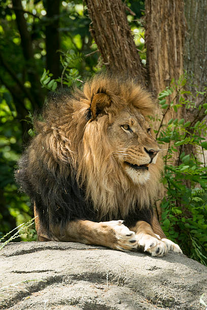 istock King of the Jungle 499080489