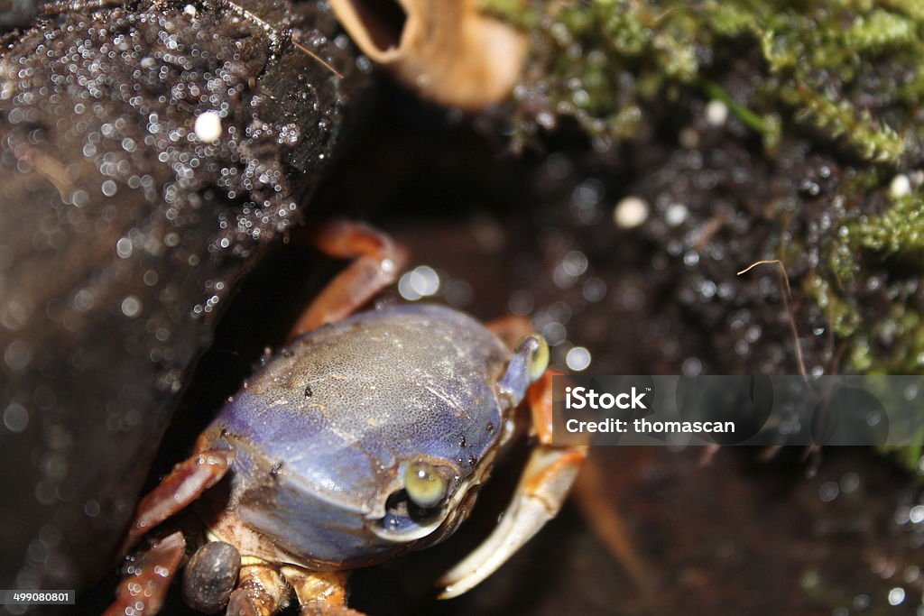 cardisoma armatum This crab is the cardisoma armatum. this crab normally lives in west africa and is also called the  rainbow crab. this species can be very easily kept in an aquarium. Africa Stock Photo