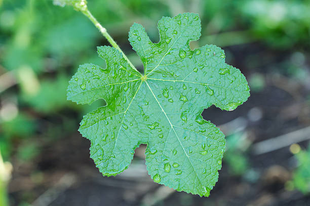 hoja verde con agua gota - oriental poppy poppy leaf close up fotografías e imágenes de stock