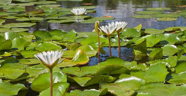 istock beautiful lotus with water 499083219