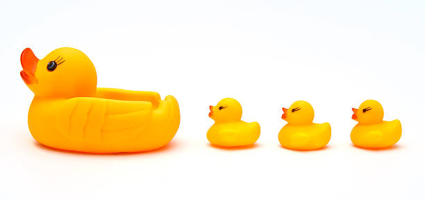 istock Cute yellow rubber duck isolated over white background 499084319