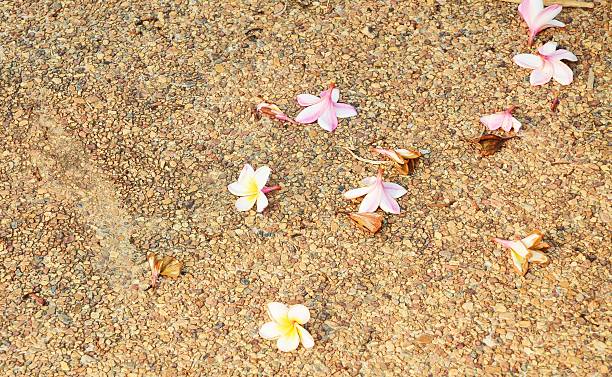 istock Plumier flower on stone wall background 499085725