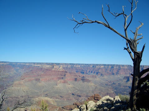 GRAND CANYON TREE HORIZONTAL by Trey McGriff