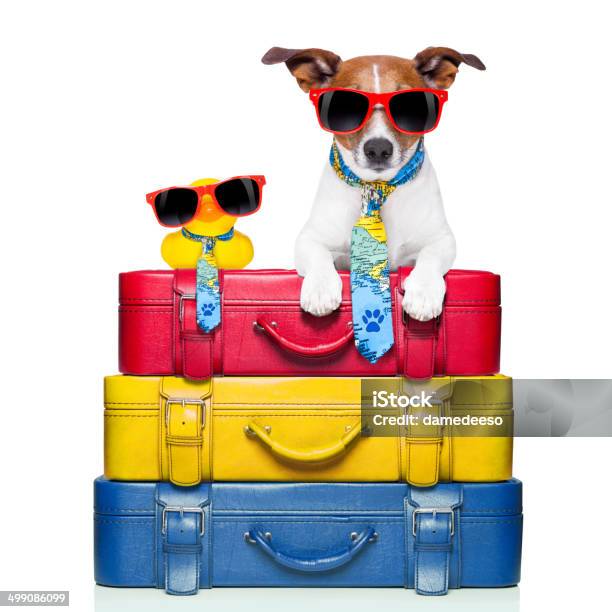 Dog On Vacation Stock Photo - Download Image Now - Dog, Cut Out, Rubber Duck