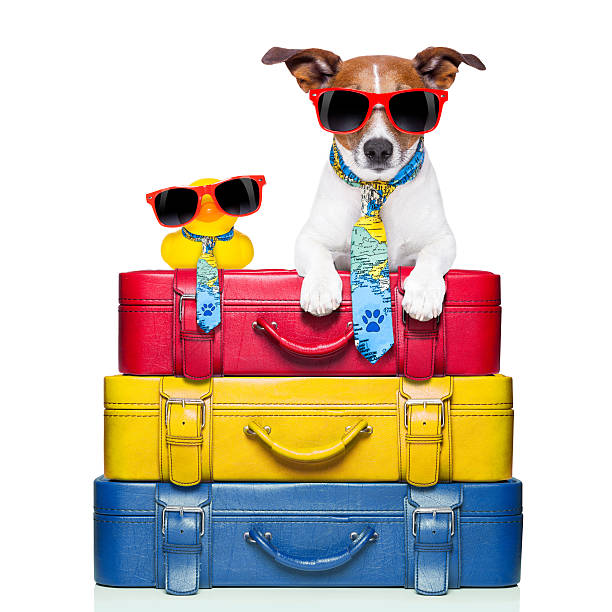 cão de férias - packing duck imagens e fotografias de stock